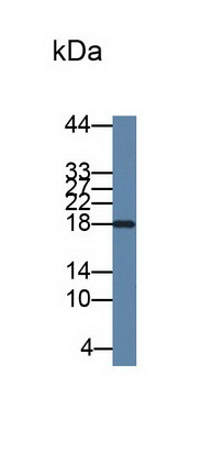 IL-2 Antibody in Western Blot (WB)