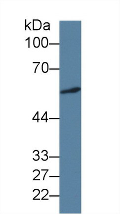 ICA1 Antibody in Western Blot (WB)