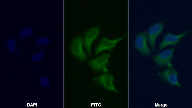 KPNA2 Antibody in Immunocytochemistry (ICC/IF)