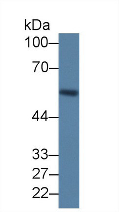 LRG1 Antibody in Western Blot (WB)