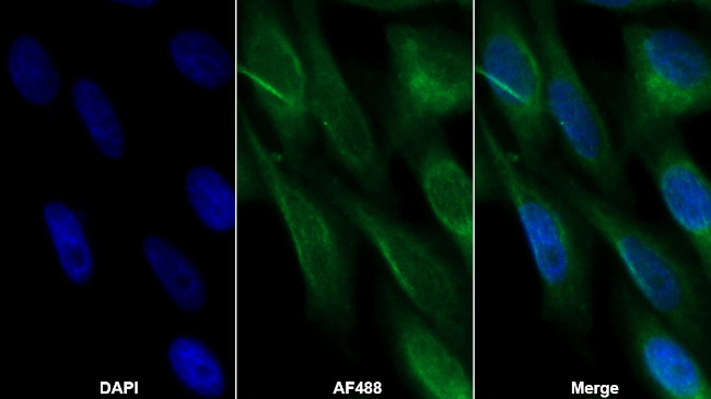 LRG1 Antibody in Immunocytochemistry (ICC/IF)