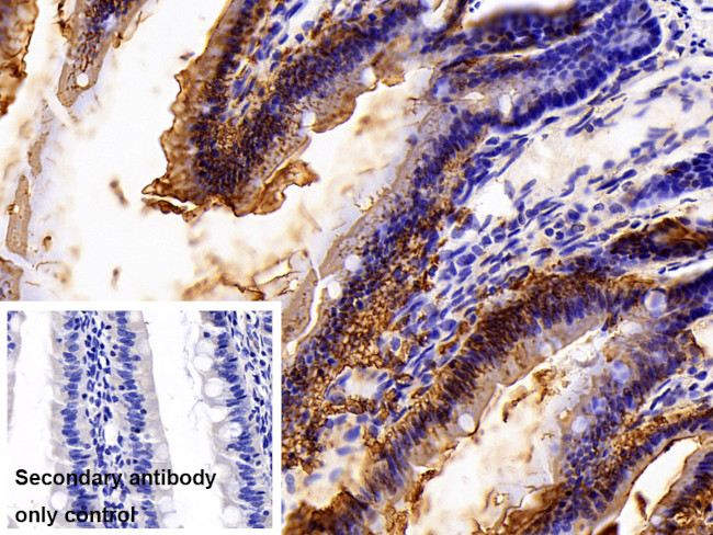 LPS Antibody in Immunohistochemistry (Paraffin) (IHC (P))