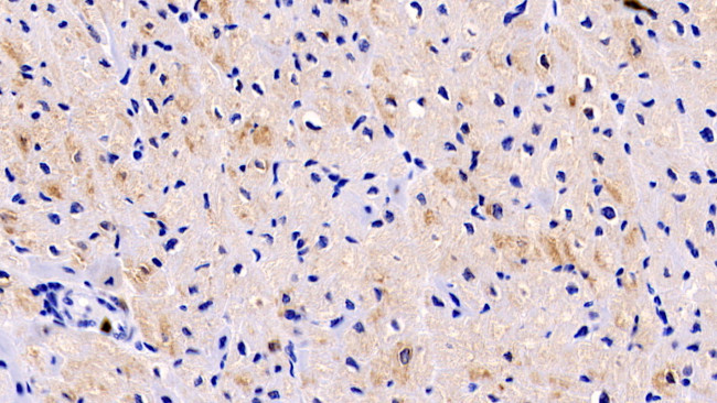 LOXL1 Antibody in Immunohistochemistry (Paraffin) (IHC (P))