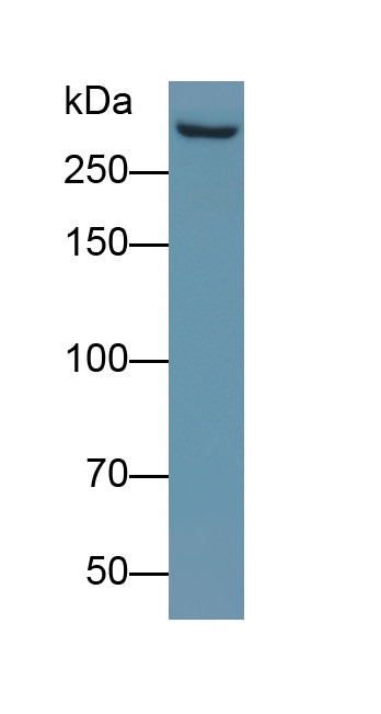 MUC5B Antibody in Western Blot (WB)