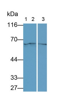 Neuregulin 1 Antibody in Western Blot (WB)