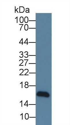 NRG4 Antibody in Western Blot (WB)