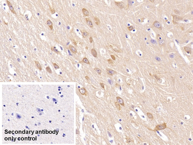 Neurogranin Antibody in Immunohistochemistry (Paraffin) (IHC (P))