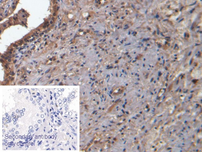 Neurokinin A Antibody in Immunohistochemistry (Paraffin) (IHC (P))