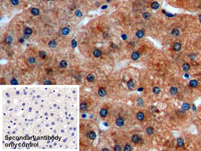 iNOS Antibody in Immunohistochemistry (Paraffin) (IHC (P))