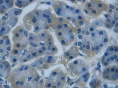 REG3G Antibody in Immunohistochemistry (Paraffin) (IHC (P))