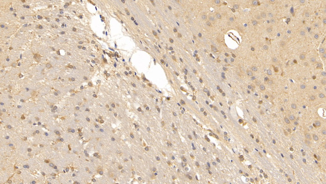 Relaxin 3 Antibody in Immunohistochemistry (Paraffin) (IHC (P))