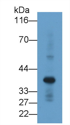 Renalase Antibody in Western Blot (WB)