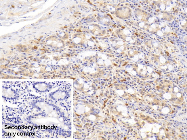 RNASE2 Antibody in Immunohistochemistry (Paraffin) (IHC (P))