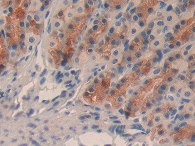 TFF2 Antibody in Immunohistochemistry (Paraffin) (IHC (P))