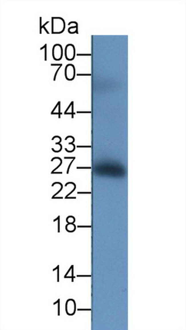 CD40 Antibody in Western Blot (WB)