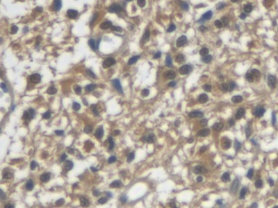 VGF Antibody in Immunohistochemistry (Paraffin) (IHC (P))