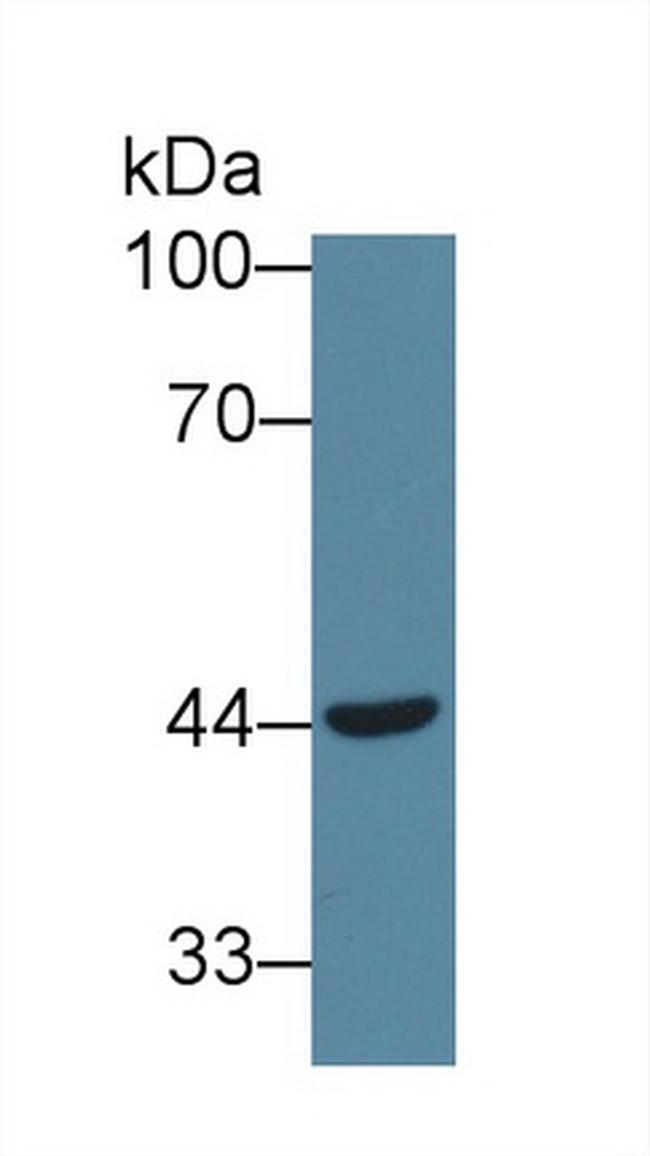 VWF Antibody in Western Blot (WB)