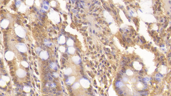 WNT3A Antibody in Immunohistochemistry (Paraffin) (IHC (P))