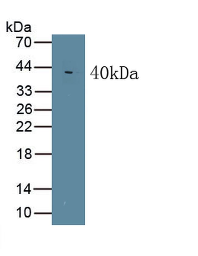 WNT5A Antibody in Western Blot (WB)