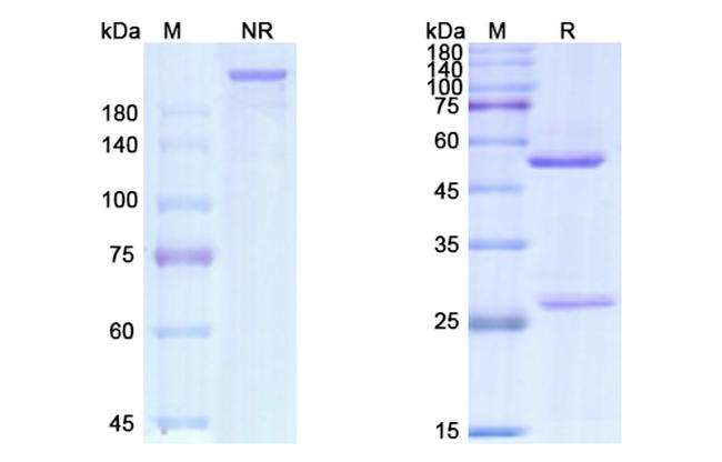CD33 (Gemtuzumab Biosimilar) Antibody in SDS-PAGE (SDS-PAGE)