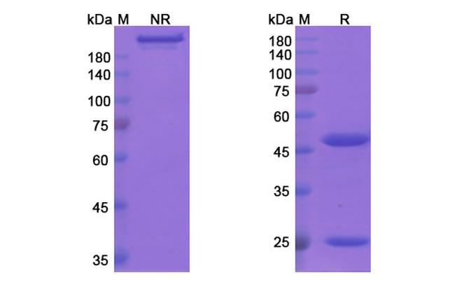 MUC1 (Cantuzumab Biosimilar) Antibody in SDS-PAGE (SDS-PAGE)