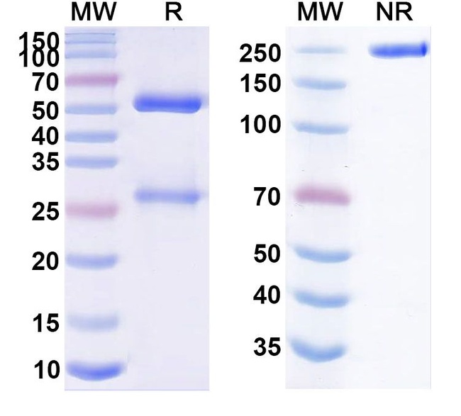 Natalizumab Humanized Antibody in SDS-PAGE (SDS-PAGE)