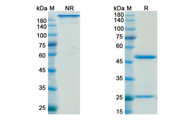 Nimotuzumab Humanized Antibody in SDS-PAGE (SDS-PAGE)