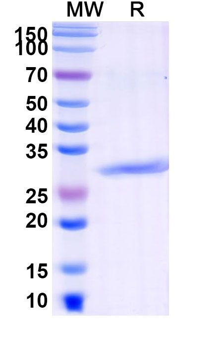 Pexelizumab Humanized Antibody in SDS-PAGE (SDS-PAGE)