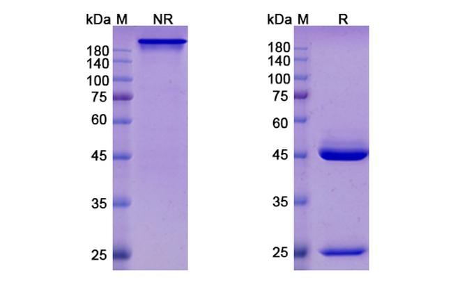 RSV Fusion Protein (Felvizumab Biosimilar) Antibody in SDS-PAGE (SDS-PAGE)