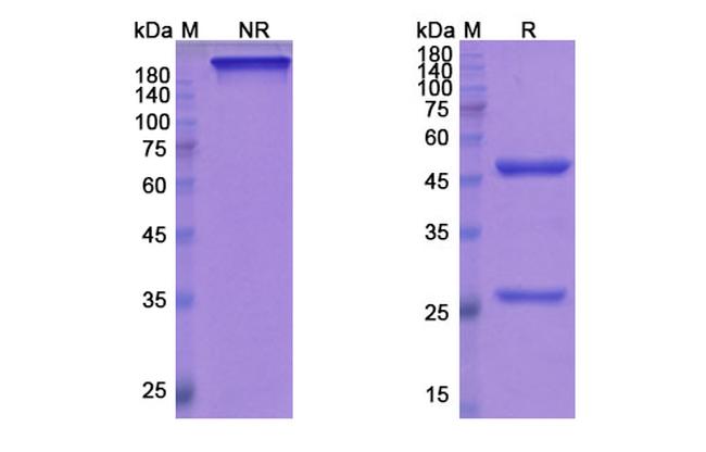 Mepolizumab Humanized Antibody in SDS-PAGE (SDS-PAGE)