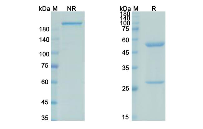 IL-4 (Pascolizumab Biosimilar) Antibody in SDS-PAGE (SDS-PAGE)