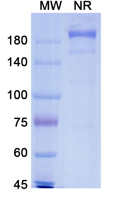 Blinatumomab Antibody in SDS-PAGE (SDS-PAGE)