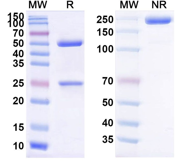 Huj591-Gsmab Humanized Antibody in SDS-PAGE (SDS-PAGE)
