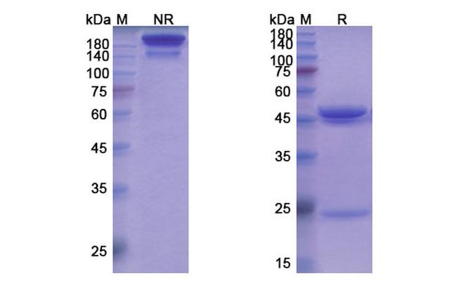 Capromab Antibody in SDS-PAGE (SDS-PAGE)