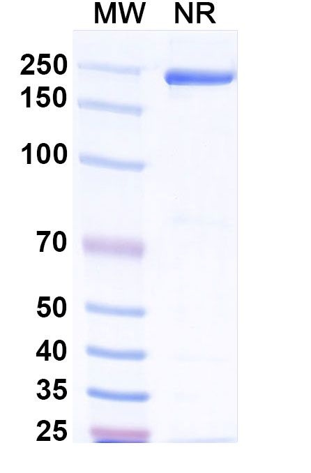 Afelimomab Antibody in SDS-PAGE (SDS-PAGE)