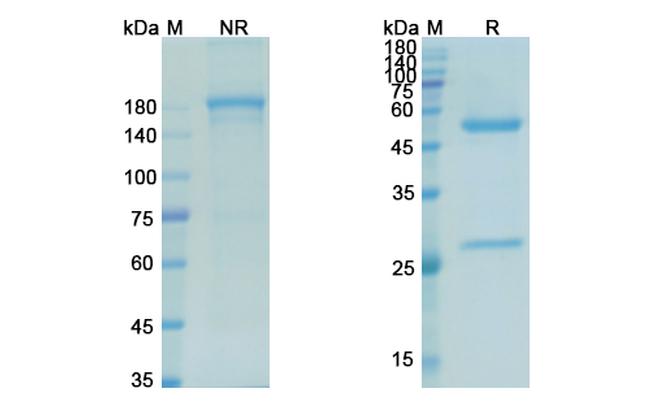 Mitumomab Antibody in SDS-PAGE (SDS-PAGE)