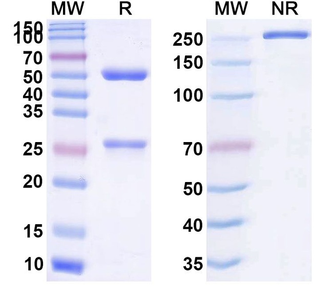 Biciromab Antibody in SDS-PAGE (SDS-PAGE)