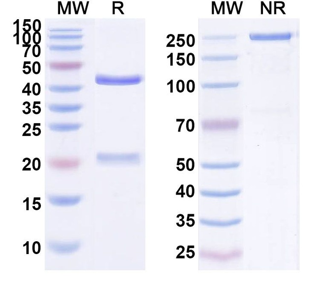 TAG72 (CC49 Biosimilar) Antibody in SDS-PAGE (SDS-PAGE)