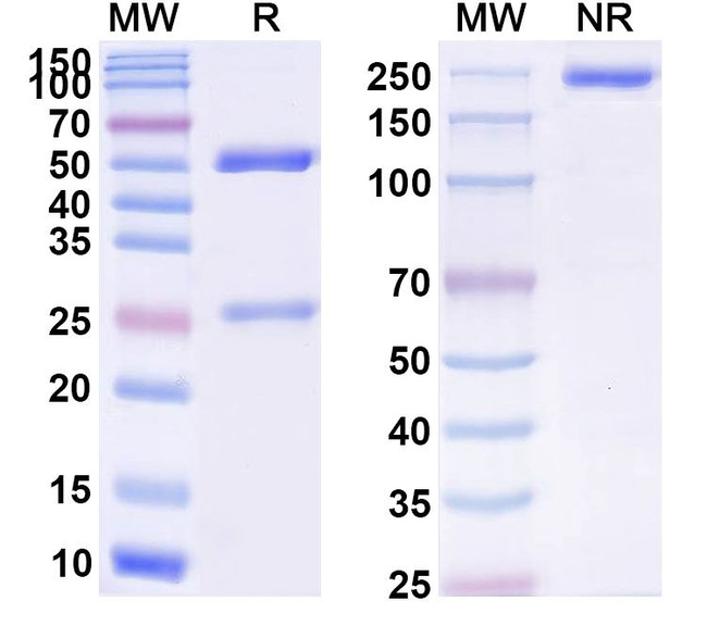 CD66c (CEACAM6) (Sulesomab Biosimilar) Antibody in SDS-PAGE (SDS-PAGE)