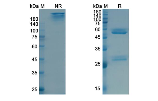 Tositumomab Antibody in SDS-PAGE (SDS-PAGE)