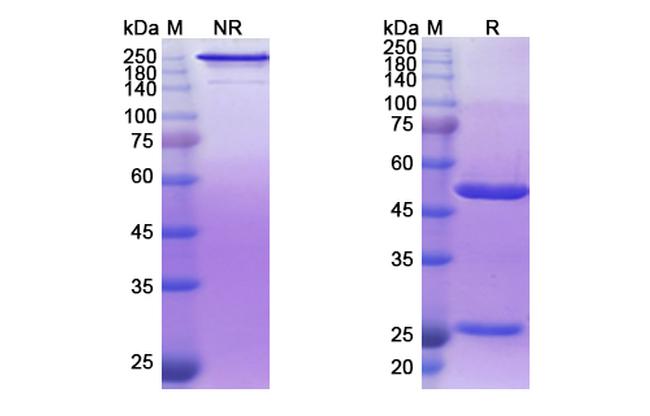 DNA/Histone (H1) complex (Derlotuximab Biosimilar) Antibody in SDS-PAGE (SDS-PAGE)