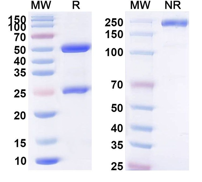 Lewis Y (cBR96 Biosimilar) Antibody in SDS-PAGE (SDS-PAGE)