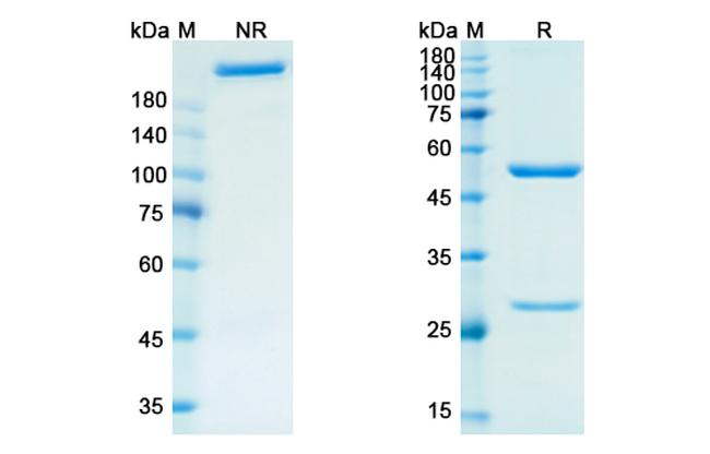 Priliximab Chimeric Antibody in SDS-PAGE (SDS-PAGE)
