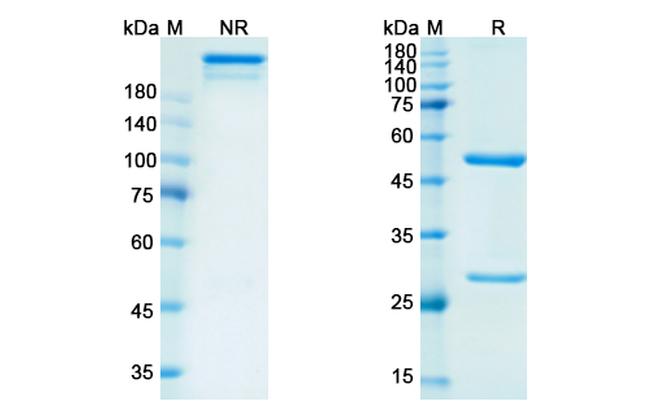 Rituximab Chimeric Antibody in SDS-PAGE (SDS-PAGE)