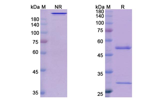 Mk-4721 Antibody in SDS-PAGE (SDS-PAGE)