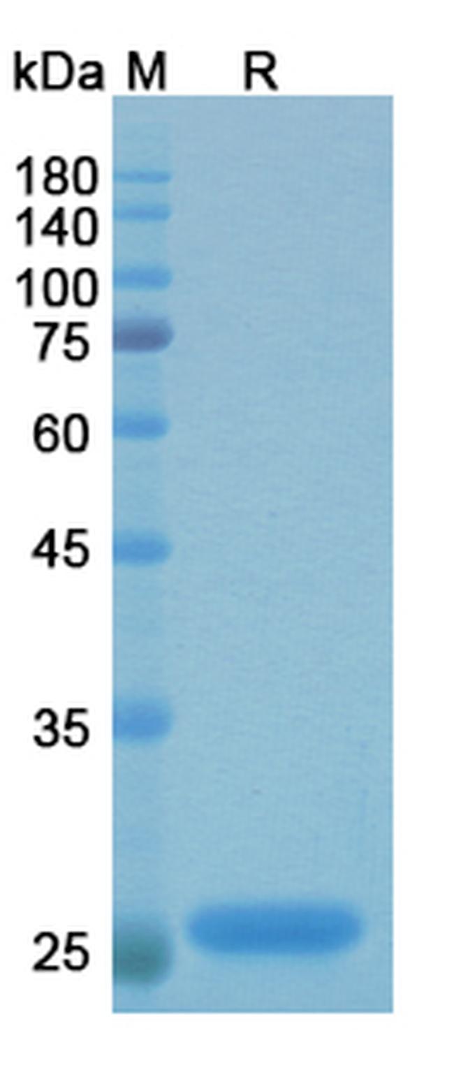 HSP90 (Efungumab Biosimilar) Antibody in SDS-PAGE (SDS-PAGE)