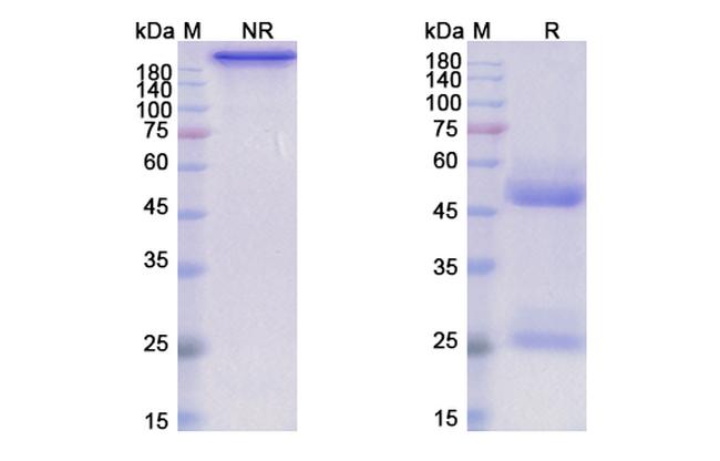 IL-15 (Humax-Il15 Biosimilar) Antibody in SDS-PAGE (SDS-PAGE)