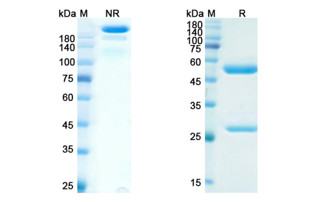 IMC-1C11 Chimeric Antibody in SDS-PAGE (SDS-PAGE)