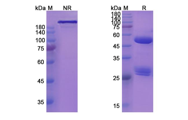 MOR202 Antibody in SDS-PAGE (SDS-PAGE)