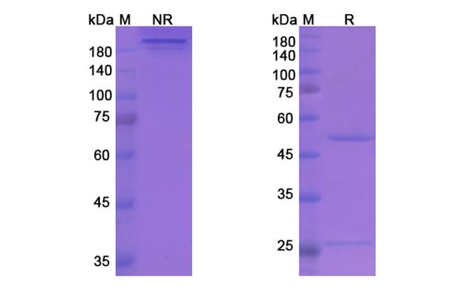 Stamulumab Antibody in SDS-PAGE (SDS-PAGE)